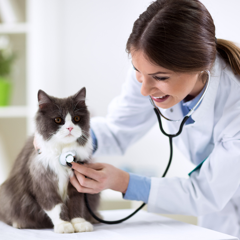Vet visit